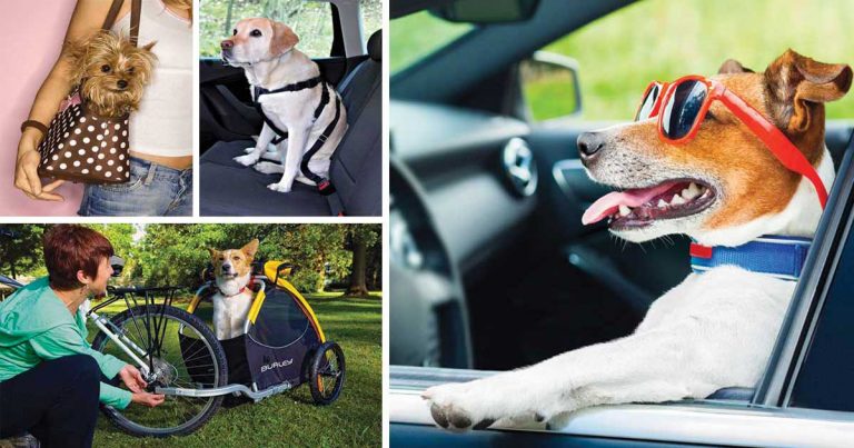 Vacanze con il cane | Normative, divieti e attrezzatura