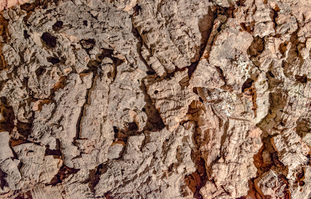 Sughero: come utilizzarlo, caratteristiche e vantaggi sughero